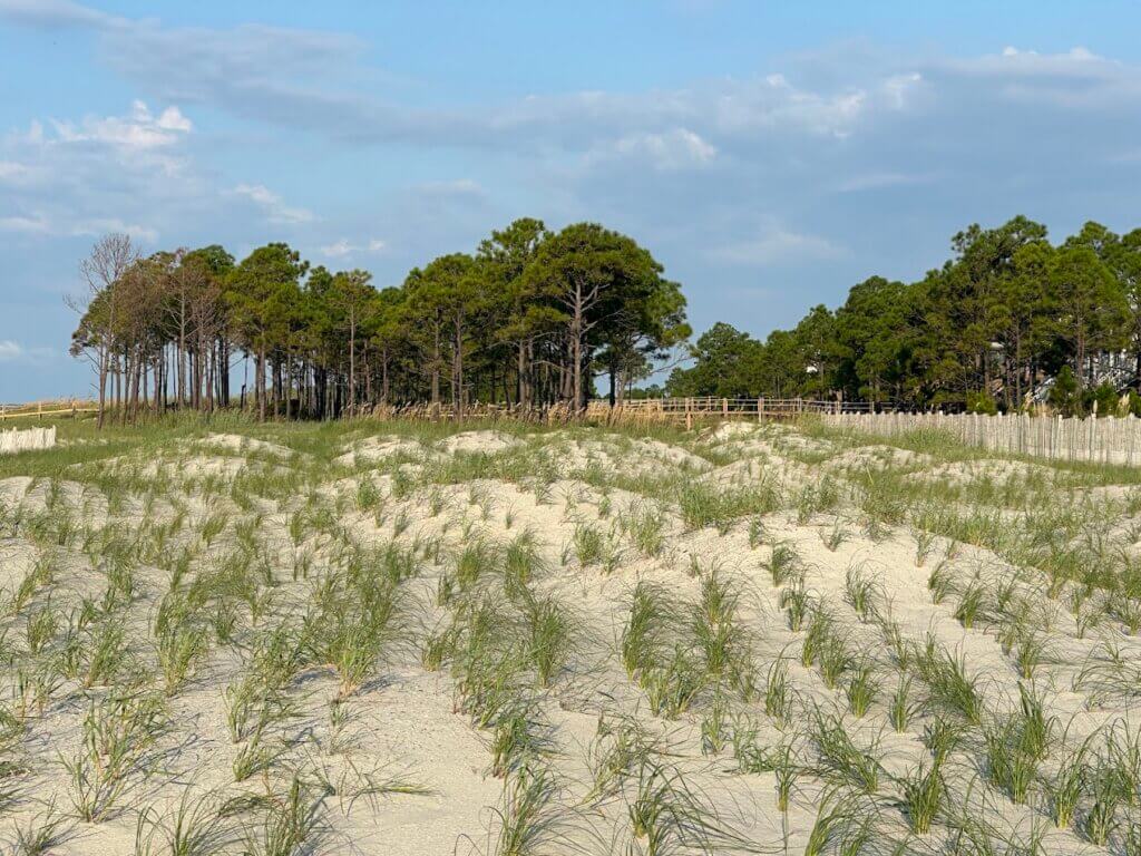 DI East End Hummocky Dunes